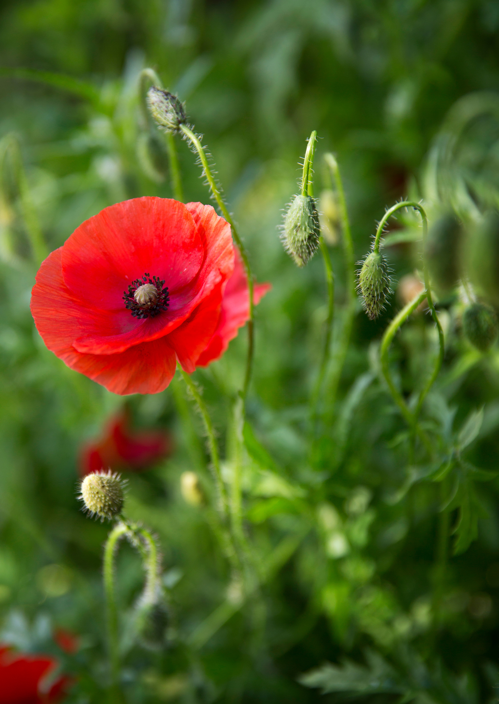 9 x punaiset kesäkukat Meillä kotona